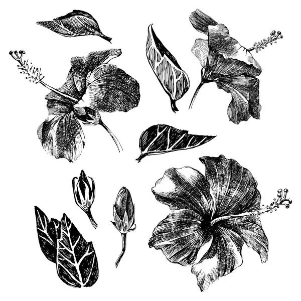 Hojas, flores y brotes de hibisco dibujados a mano — Vector de stock