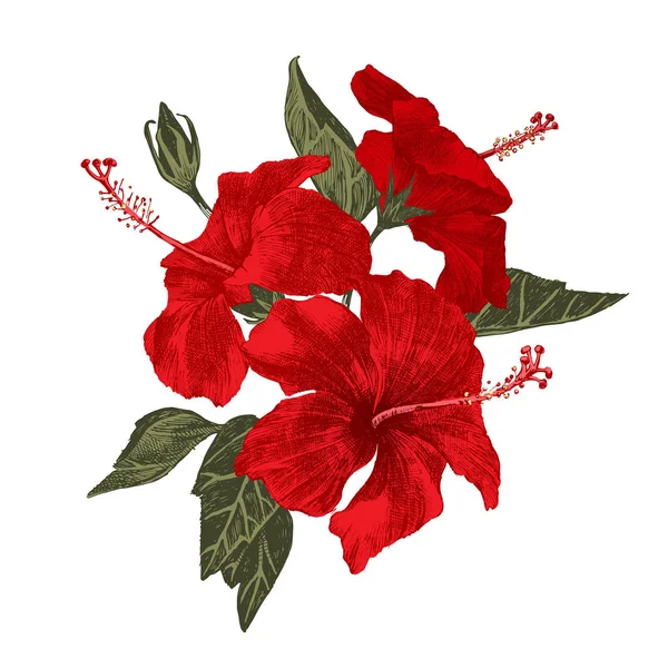 Brunch hibiscus dessiné à la main — Image vectorielle