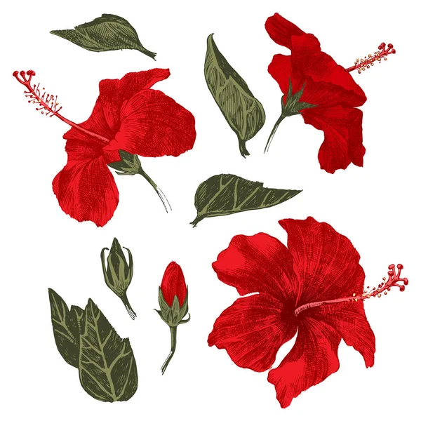 Hand getekende hibiscus bladeren, bloemen en knoppen — Stockvector