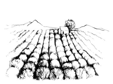 Elle çizilmiş lavanta alan