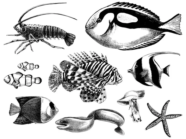 Sammlung von Korallenfischen — Stockvektor