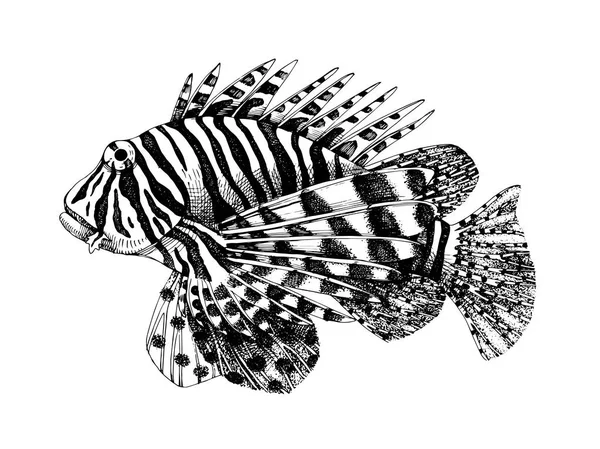 Hand drawn lionfish — Stock Vector