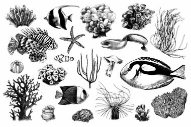 Hand drawn set of corals and coral fish inhabitants clipart