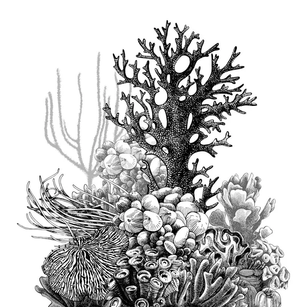 Recifes de coral desenhados à mão —  Vetores de Stock