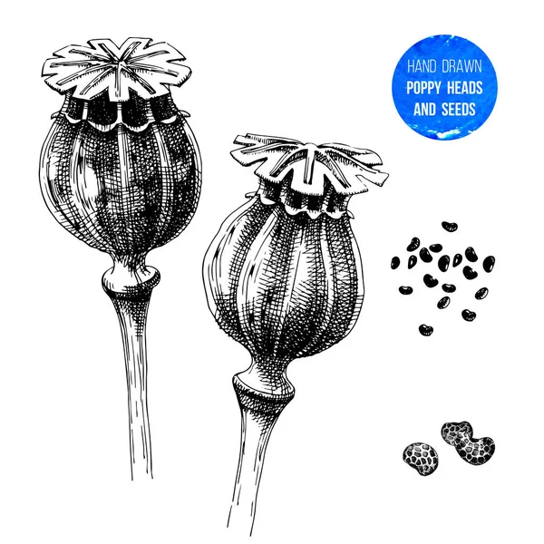 Cabeças de papoila desenhadas à mão e sementes —  Vetores de Stock