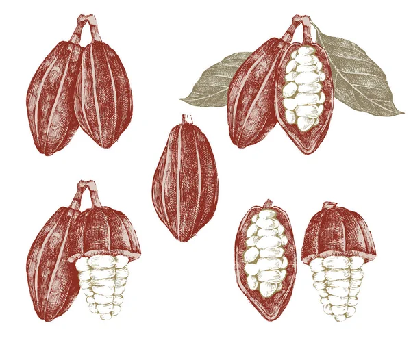 Haricots et branches de cacao — Image vectorielle