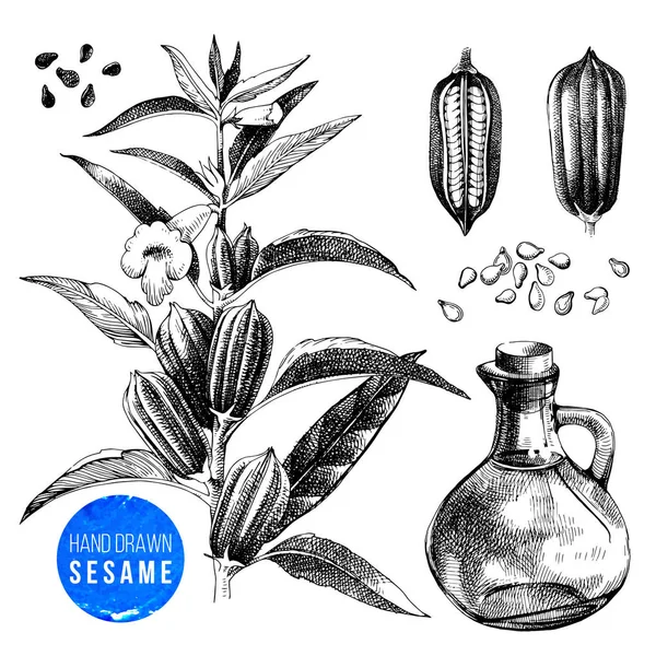 Handgezeichnetes Sesamset - Pflanze, Samen und Öl — Stockvektor
