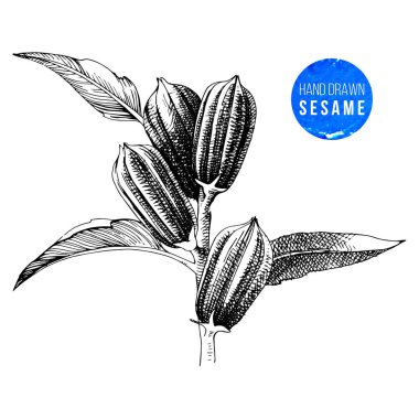 Susam bitki el çekilmiş