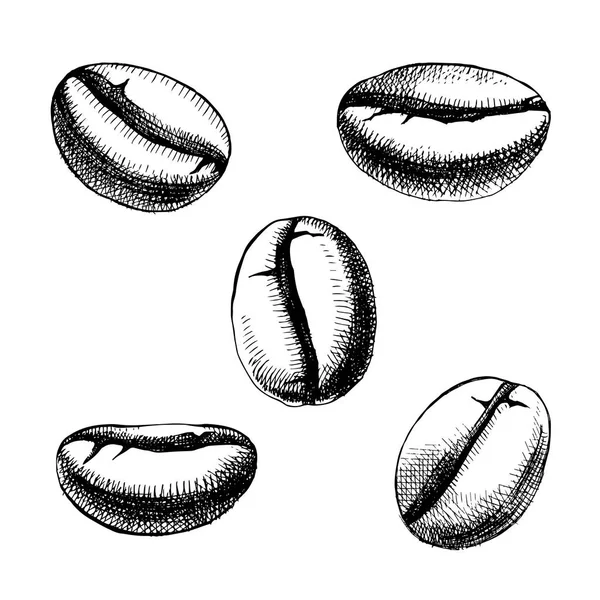 Grains de café dessinés à la main — Image vectorielle