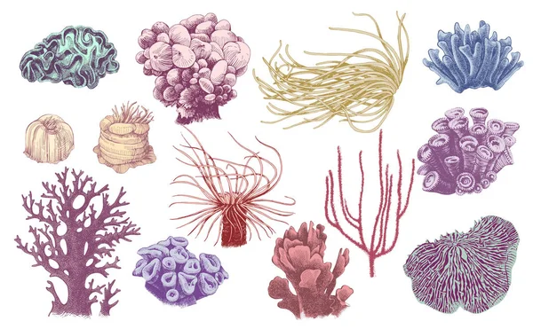 คอลเลกชันปะการังที่วาดด้วยมือ — ภาพเวกเตอร์สต็อก