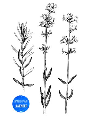 Çizilmiş lavanta dalları el