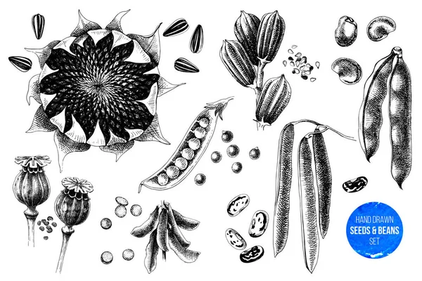 Conjunto de semillas y frijoles extraídos a mano — Archivo Imágenes Vectoriales