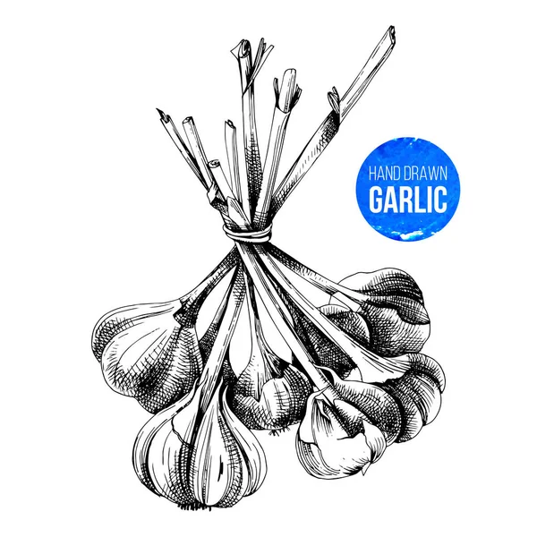 Hand drawn bunch of garlic — Stock Vector