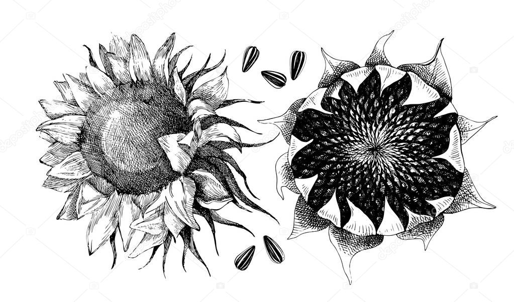 Hand drawn sunflower with ripe seeds. Vector illustration in retro style