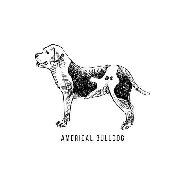 Американский эскиз бульдога и надписи на собачьих силуэтах — стоковый вектор