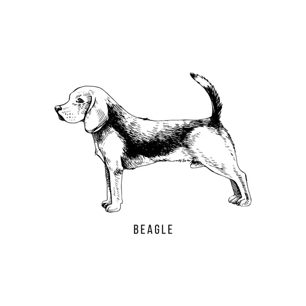 Beagle dibujado a mano — Vector de stock