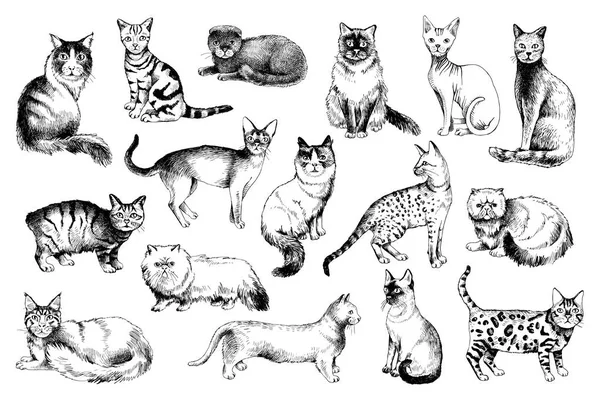 16 races de chats dessinées à la main — Image vectorielle