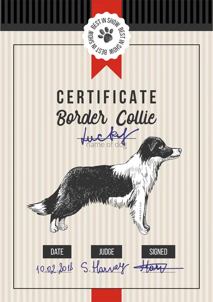Certificado de exhibición de perros con border collie — Vector de stock