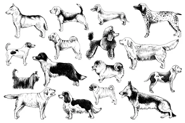 狗的品种 — 图库矢量图片