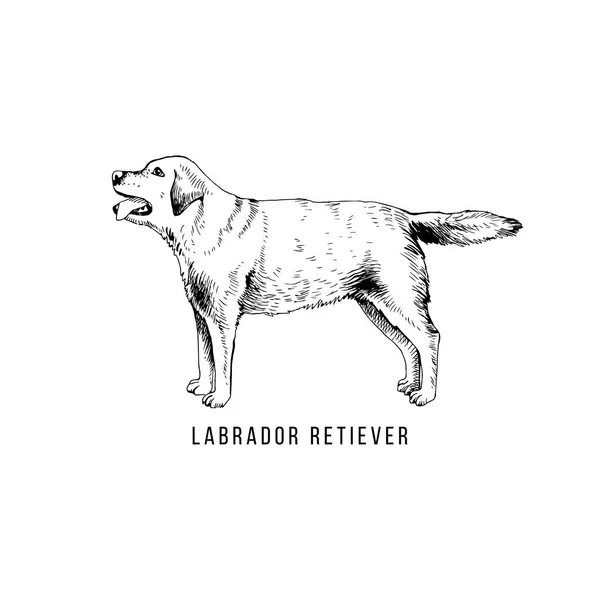 Labrador retriever desenhado à mão — Vetor de Stock