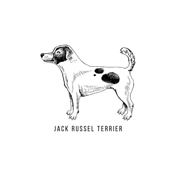 Çizilmiş Jack Russel terrier el — Stok Vektör