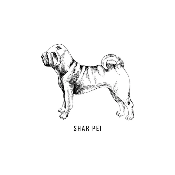 Shar Pei desenhado à mão — Vetor de Stock