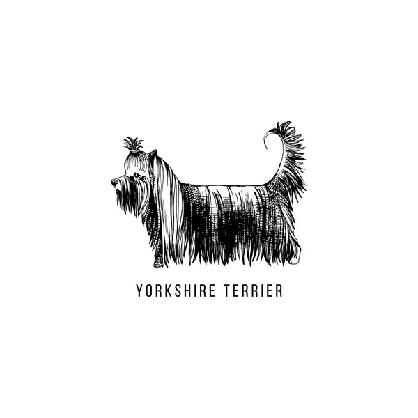 Dibujado a mano Yorkshire Terrier — Vector de stock