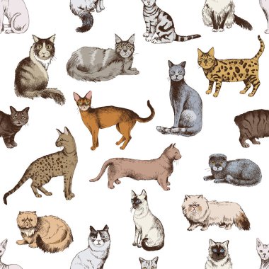 Purebred kedi 16 el ile Seamless modeli çizilmiş
