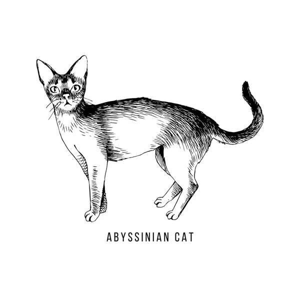 Chat abyssinien dessiné à la main — Image vectorielle