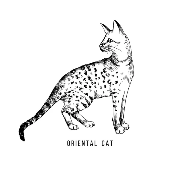 Hand drawn orientalcat — Stock Vector