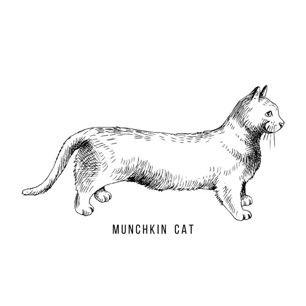 Gato munchkin dibujado a mano — Archivo Imágenes Vectoriales