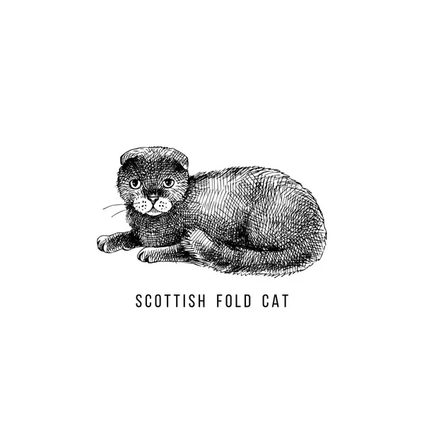 Hand drawn scottish fold cat — Stock Vector