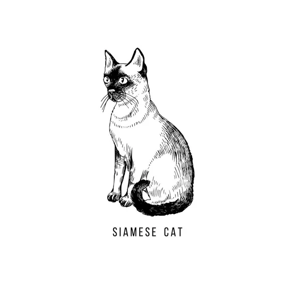 Ruky nakreslené siamská kočka — Stockový vektor