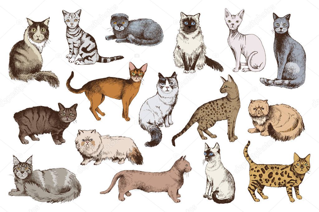 16 hand drawn cat breeds