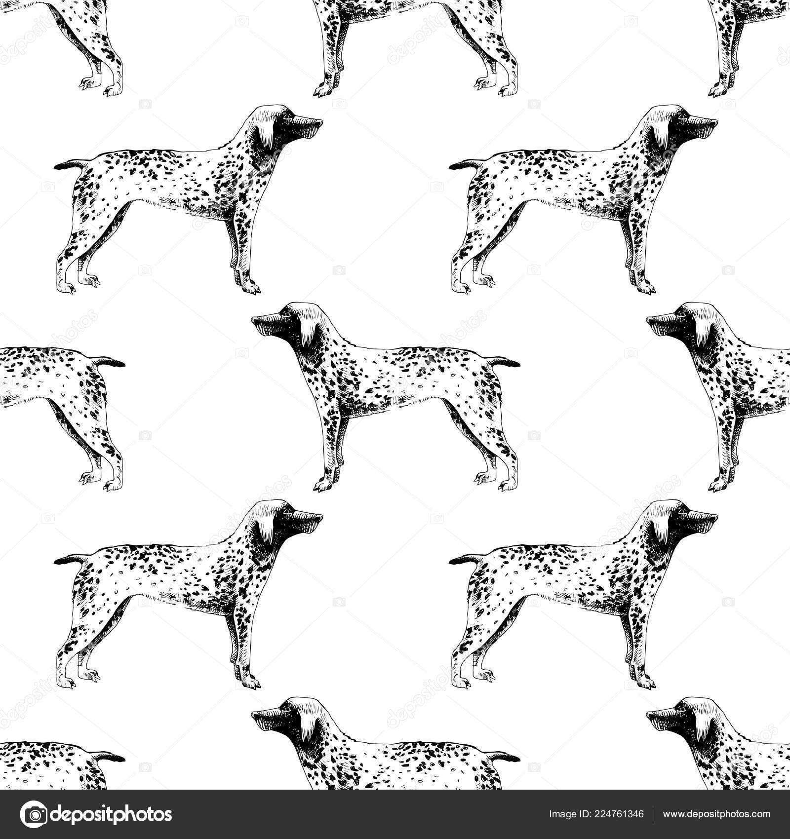 Seamless Pattern With Hand Drawn German Shorthaired Pointers