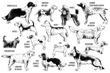 köpek ırkları