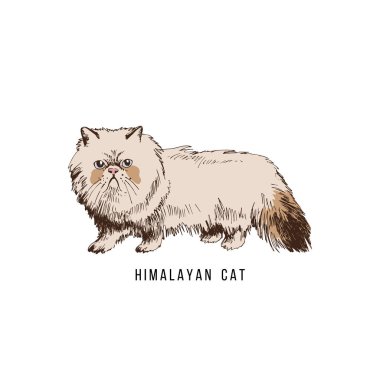 Elle çizilmiş Himalaya kedisi