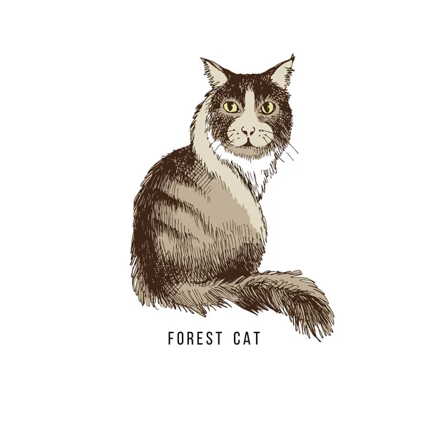 Gato forestal dibujado a mano — Vector de stock