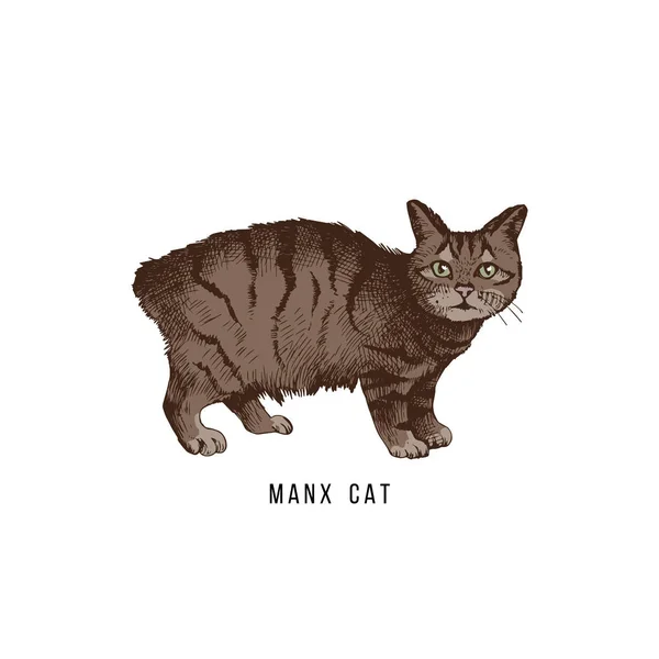 Elle çizilmiş manx kedi — Stok Vektör