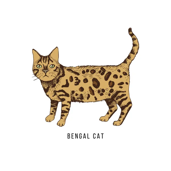手绘孟加拉猫 — 图库矢量图片