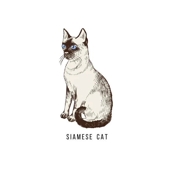 手描きのシャム猫 — ストックベクタ