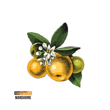 Elle çizilmiş mandalina şube