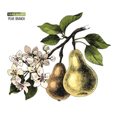 Elle çizilmiş armut şube