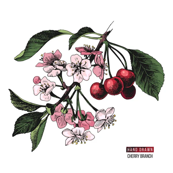 Kézzel rajzolt cseresznye ág — Stock Vector
