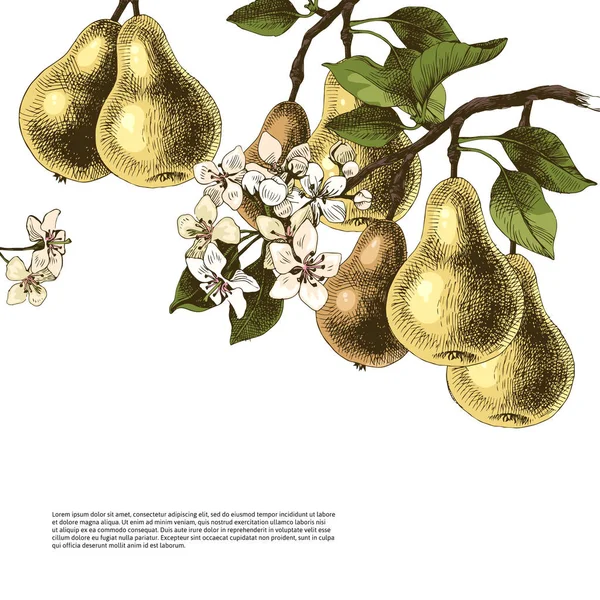 Achtergrond met hand getrokken pear takken — Stockvector