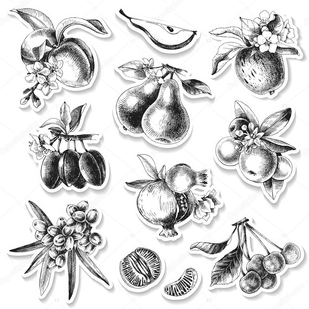 Vector set of adhesive stickers with hand drawn fruits