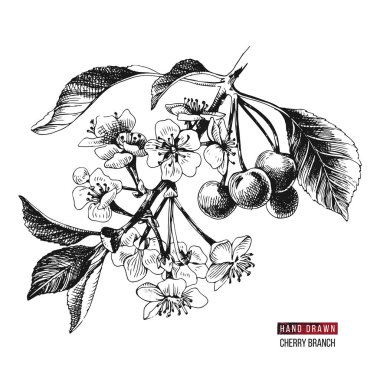 Elle çizilmiş kiraz Şubesi