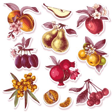 Vektör set elle çizilmiş meyve ile Yapışkan etiketleri