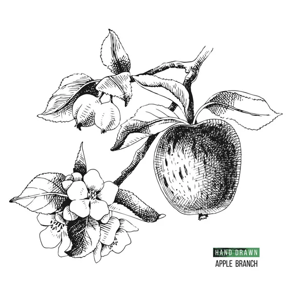 Ramo di mela disegnato a mano — Vettoriale Stock
