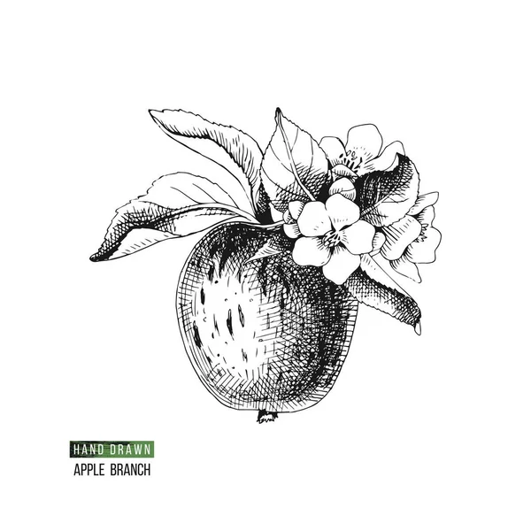 Blommande apple gren — Stock vektor